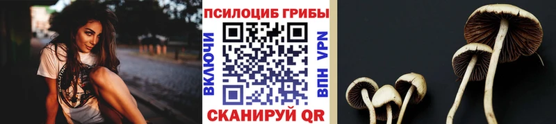 где можно купить Советск Псилоцибиновые грибы мицелий